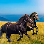 Basic Jelen Sauna & Jacuzzi Vlasic