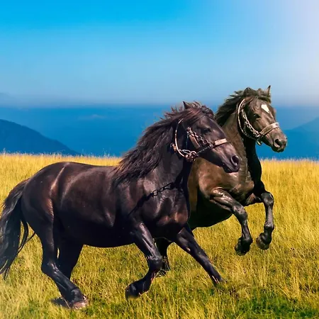 Basic Jelen Vlašić