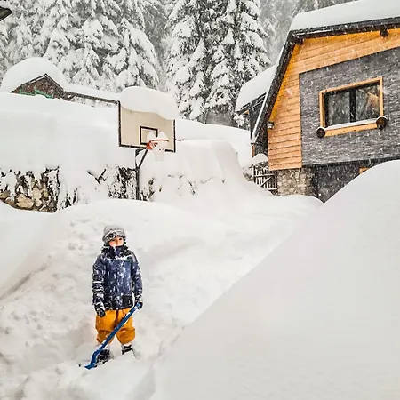 Basic Jelen Vlašić