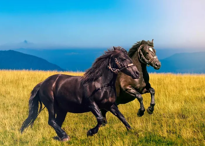 Basic Jelen 弗拉西克