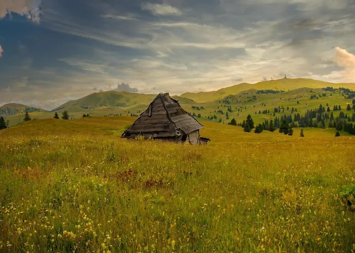 Basic Jelen 弗拉西克