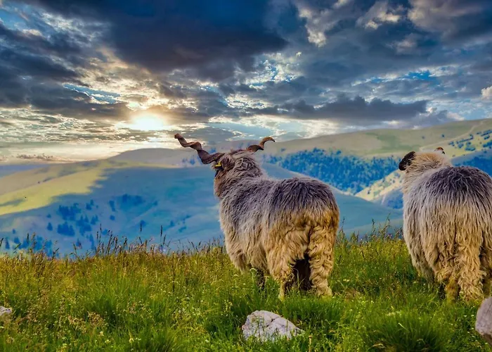 Basic Jelen 弗拉西克