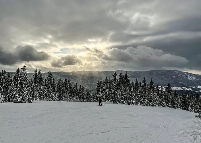 Basic Jelen 弗拉西克